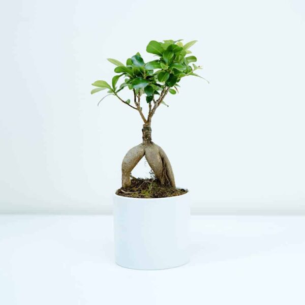 Periwinkle Bonsai